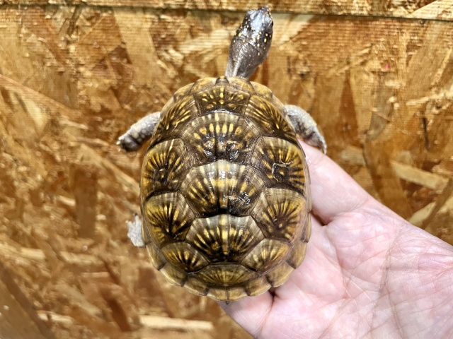 ミツユビハコガメ