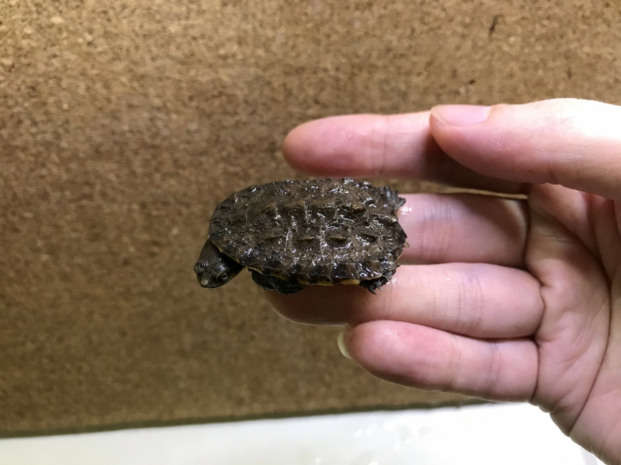 ギザミネヘビクビガメ(12)