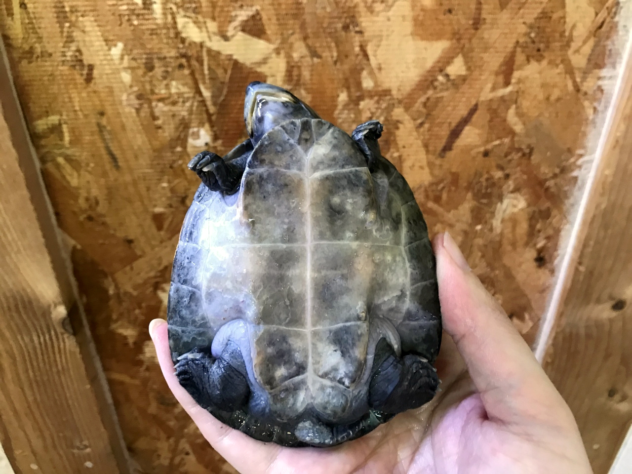 ムツコブヨコクビガメ(4)