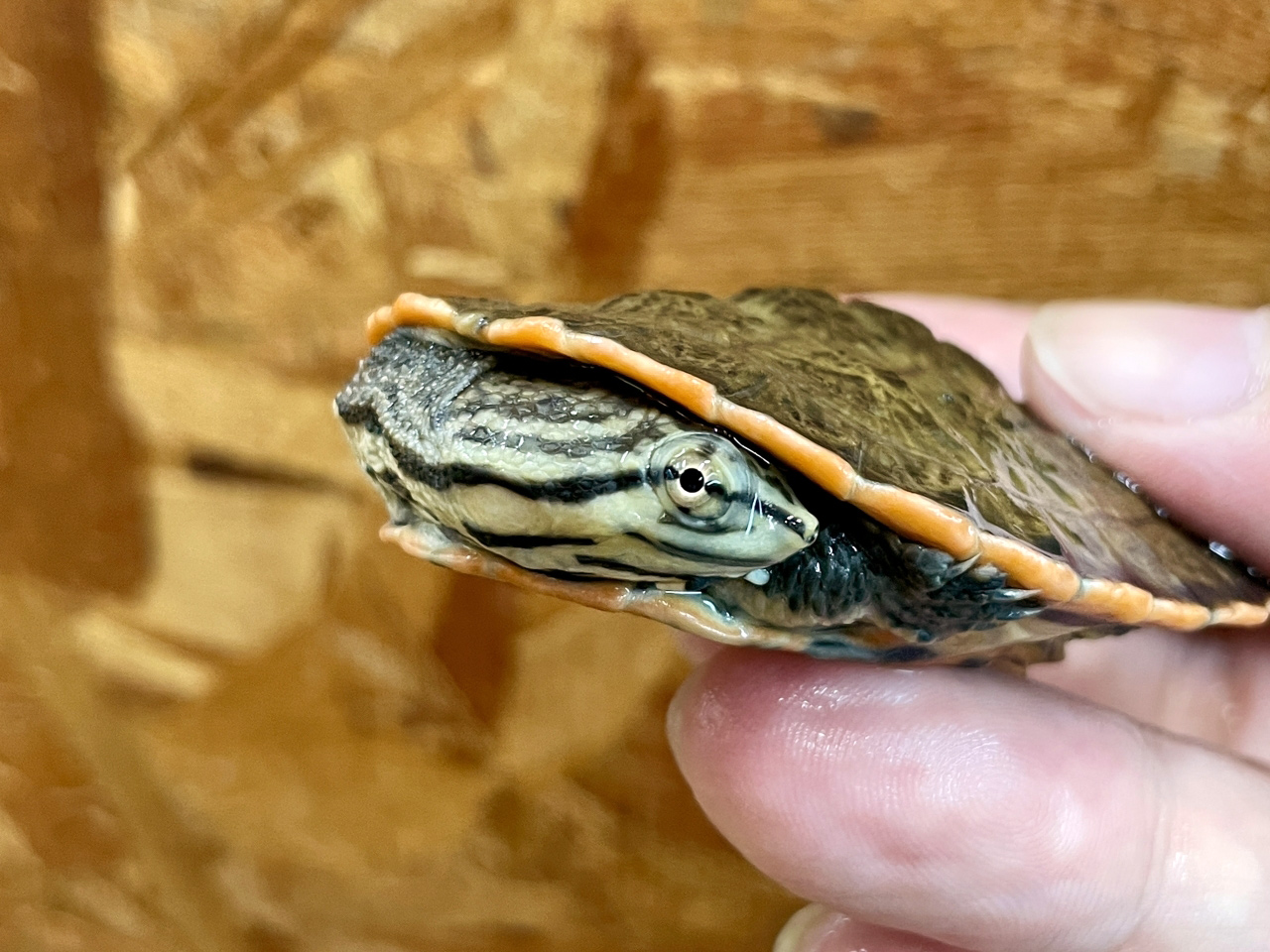 ジェフロアカエルガメ(6)