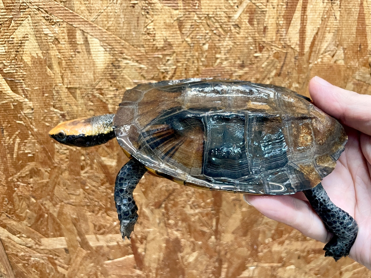 ズアカヒラタヘビクビガメ(10)