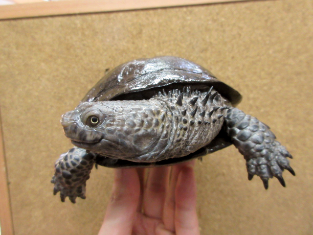 クロハラヘビクビガメ(8)