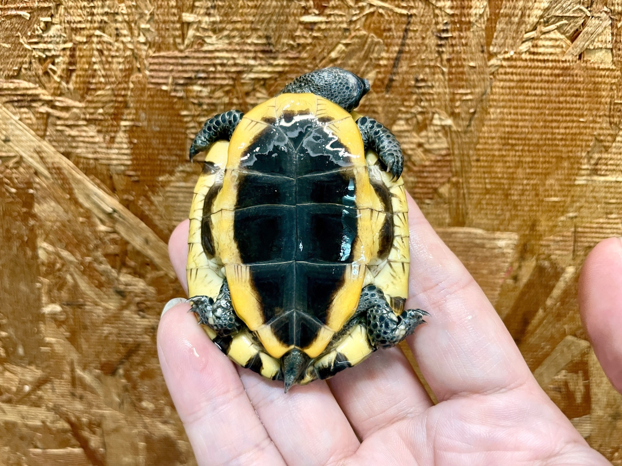 ズアカヒラタヘビクビガメ(8)