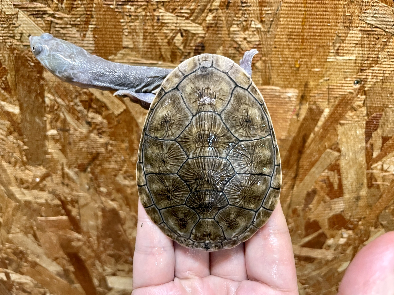 ジーベンロックナガクビガメ(7)