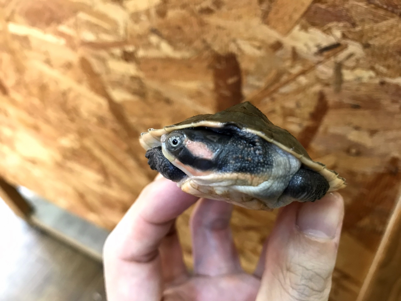 キンバリーアカミミマゲクビガメ(7)