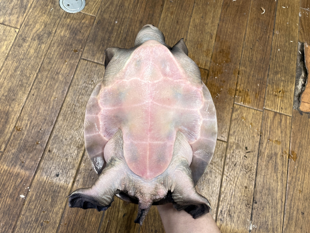 スッポンモドキ(4)