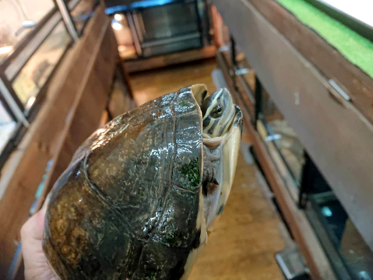 ジャワハコガメ(2)