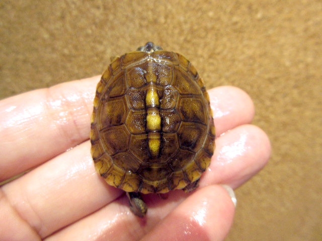 ガルフコーストハコガメ(11)