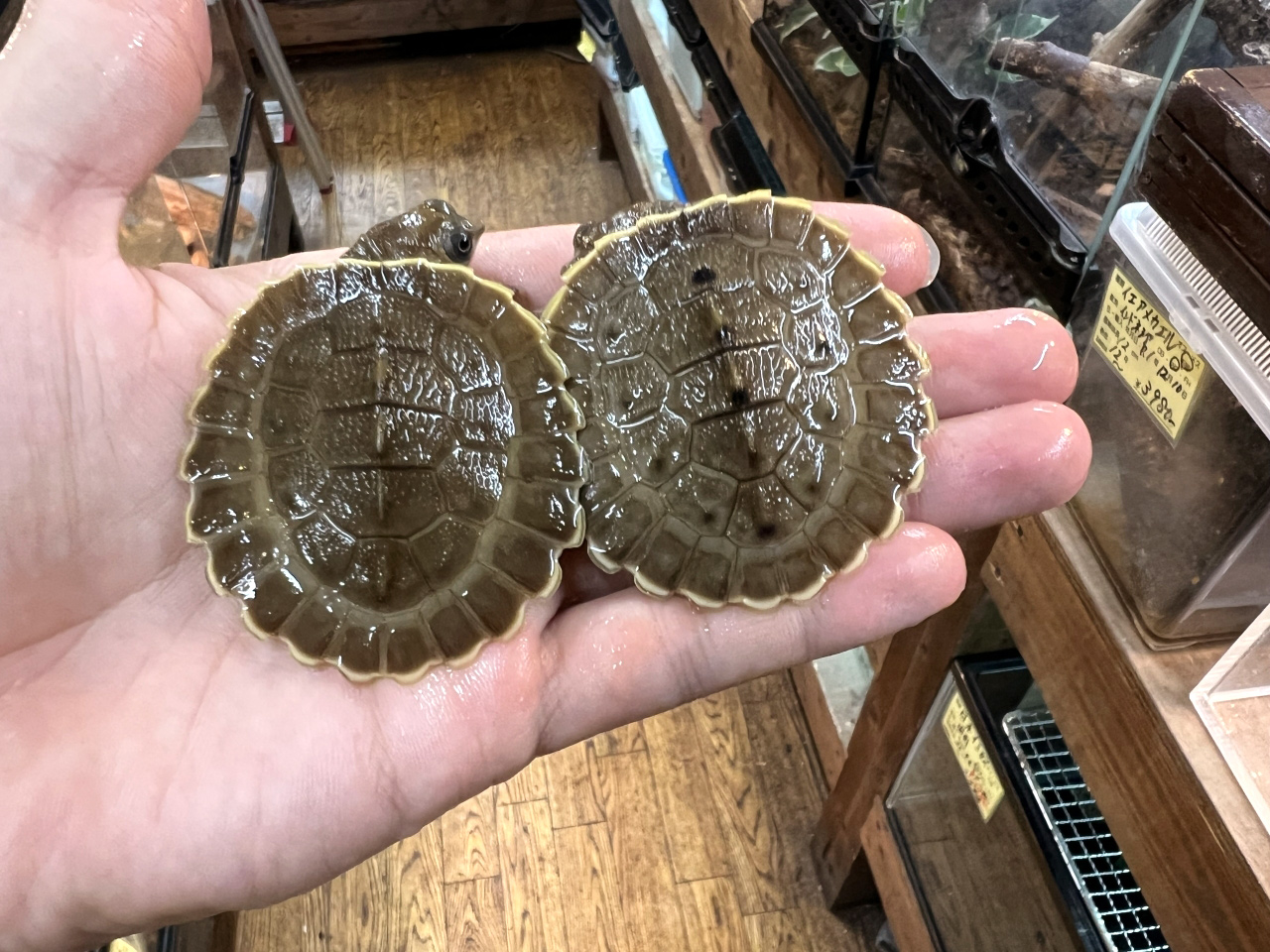 ブランデルカブトガメ(5)