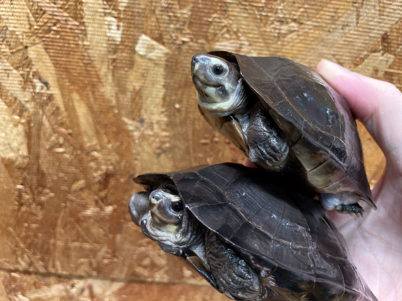 ホオジロクロガメ(5)