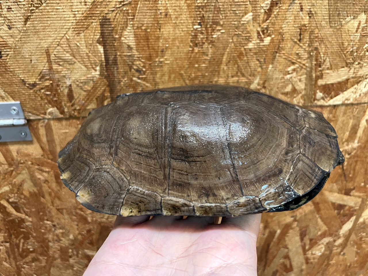 シロガオハコヨコクビガメ(2)