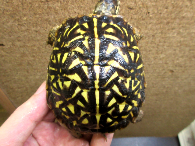 キタニシキハコガメ(5)