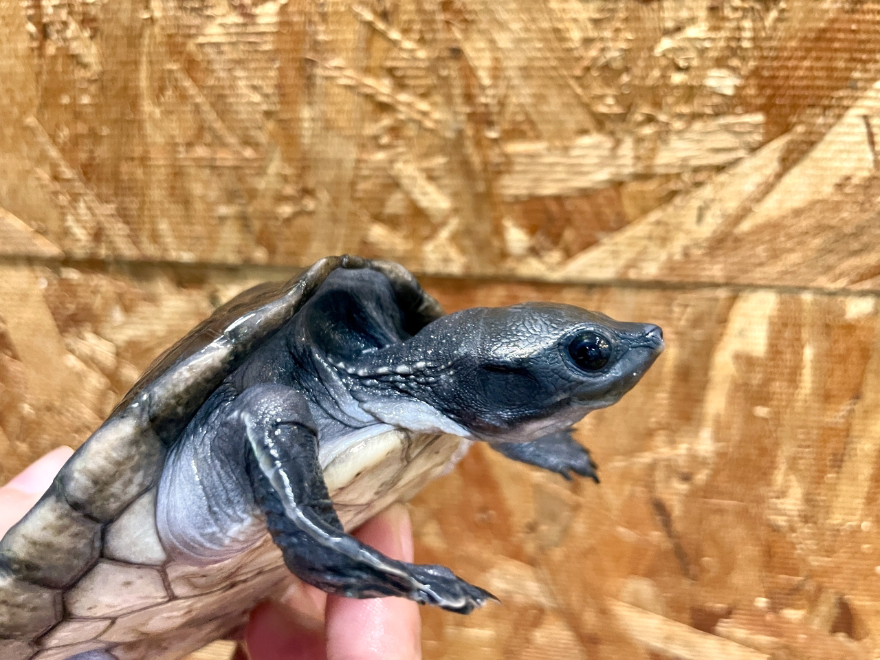 メキシコカワガメ(2)