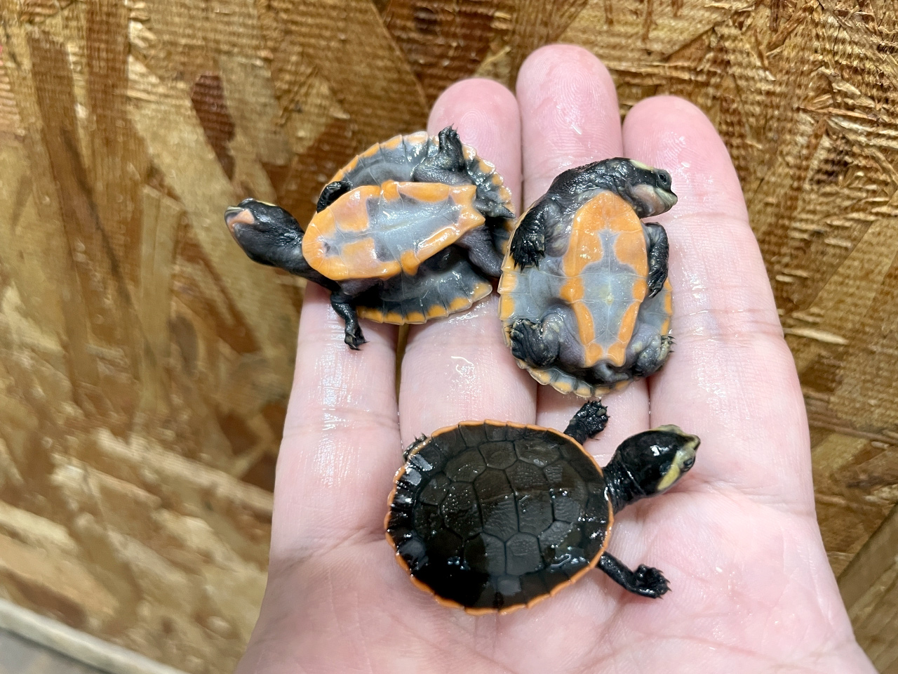 ニシキマゲクビガメ(3)