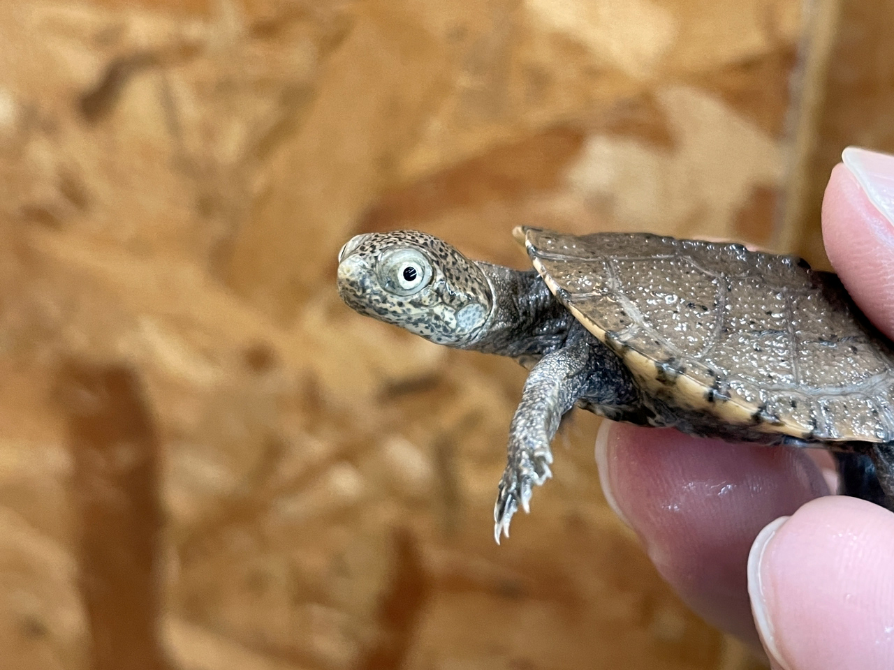 ノコヘリハコヨコクビガメ(3)