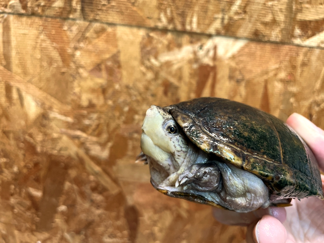 フロリダドロガメ(3)