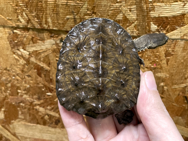 ギザミネヘビクビガメ