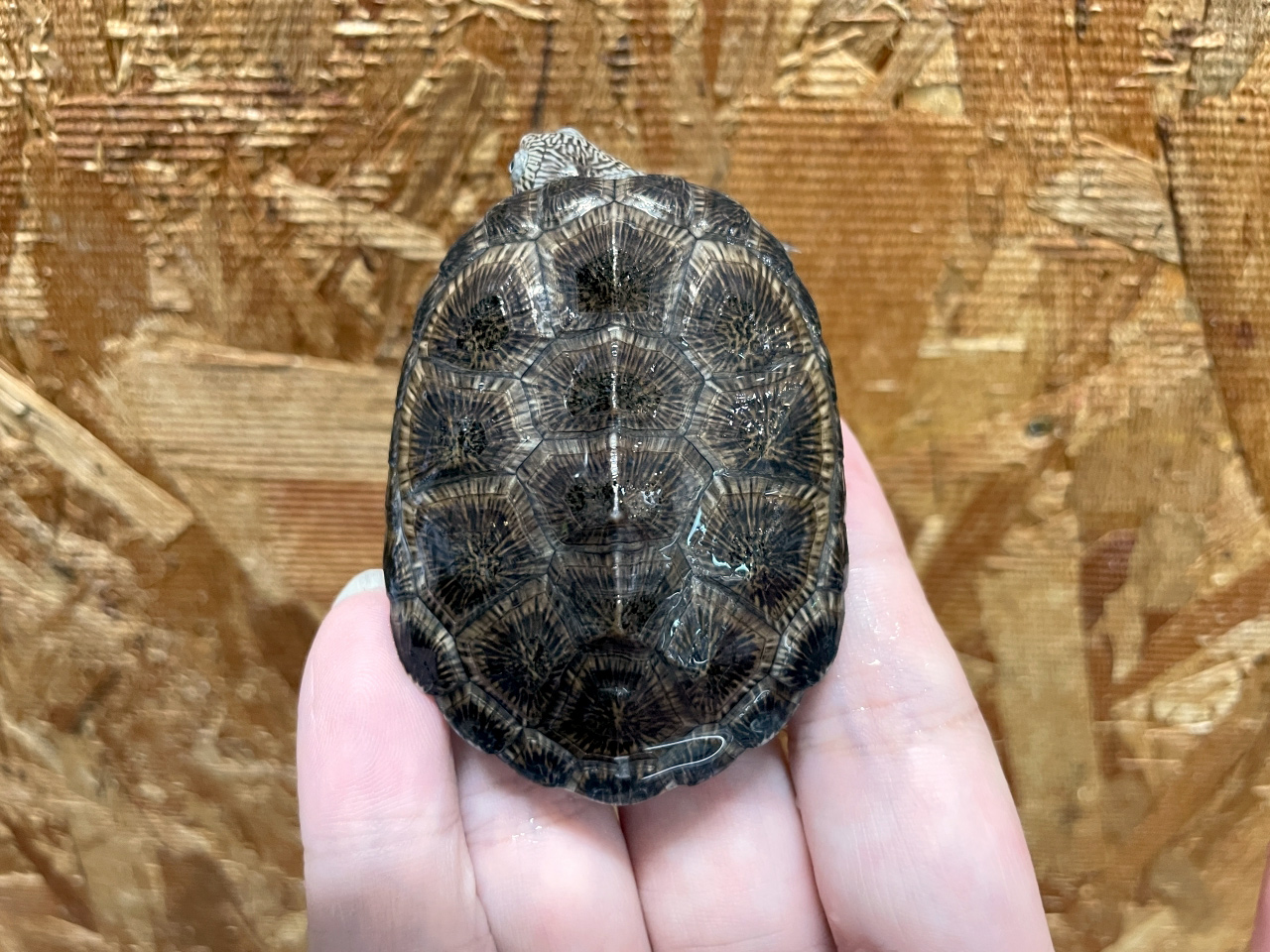 トゥルカナハコヨコクビガメ(9)