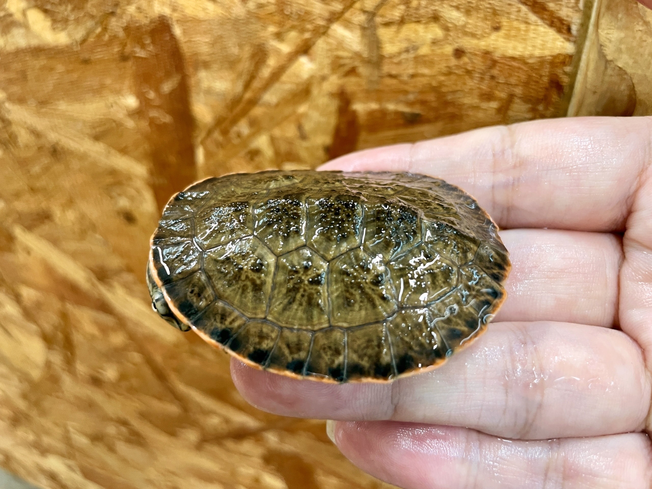 ジェフロアカエルガメ(5)