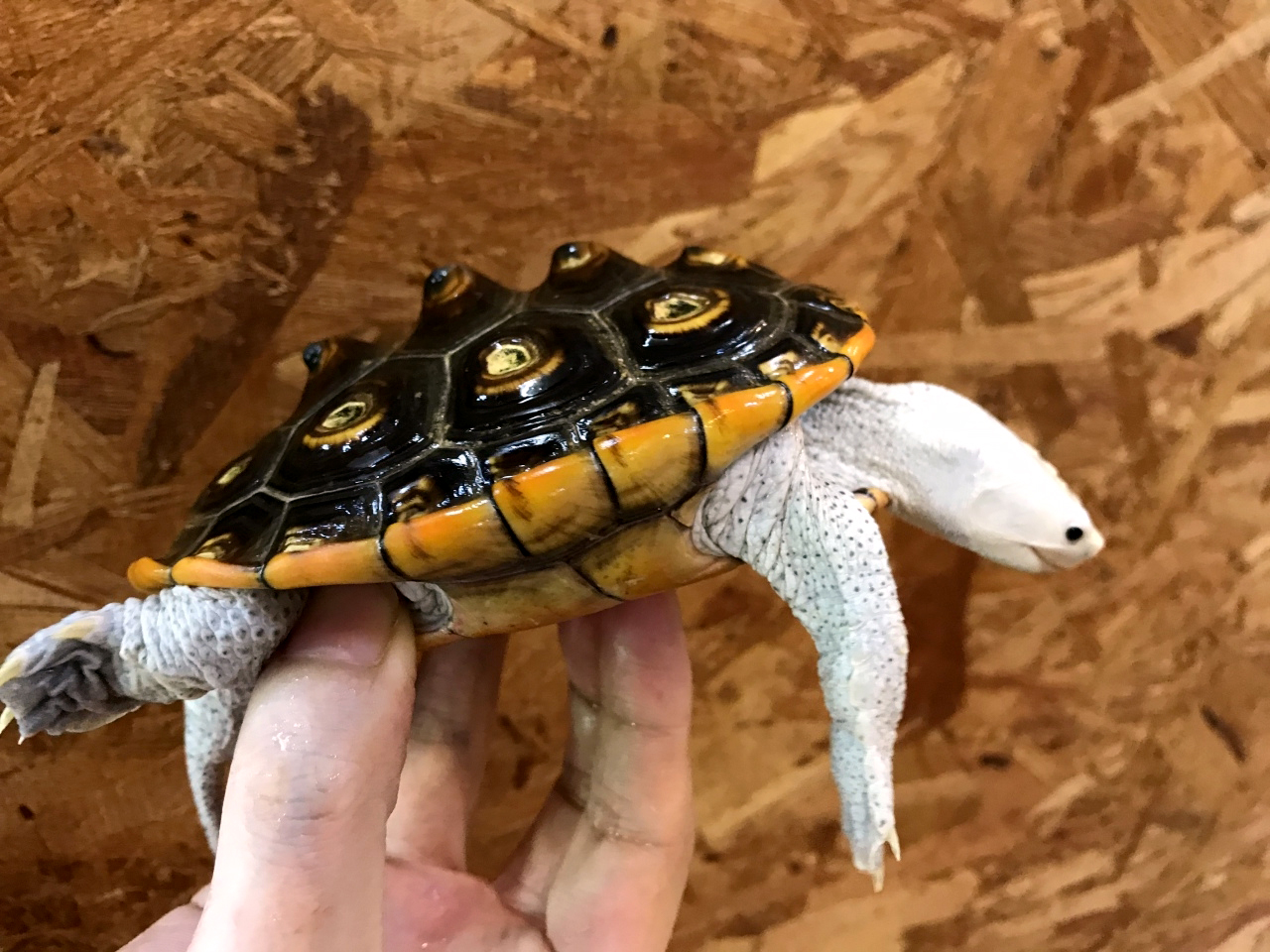 オルナータダイヤモンドバックテラピン(2)