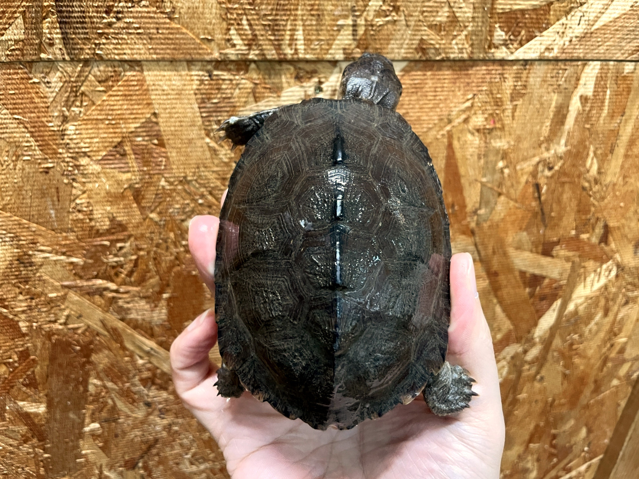 シロガオハコヨコクビガメ(10)