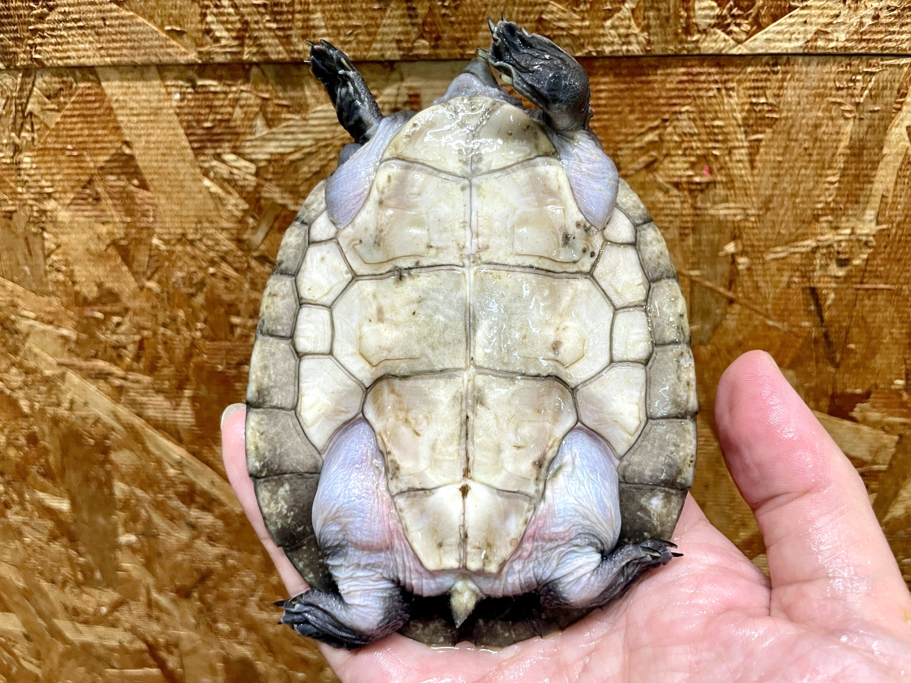 メキシコカワガメ(4)