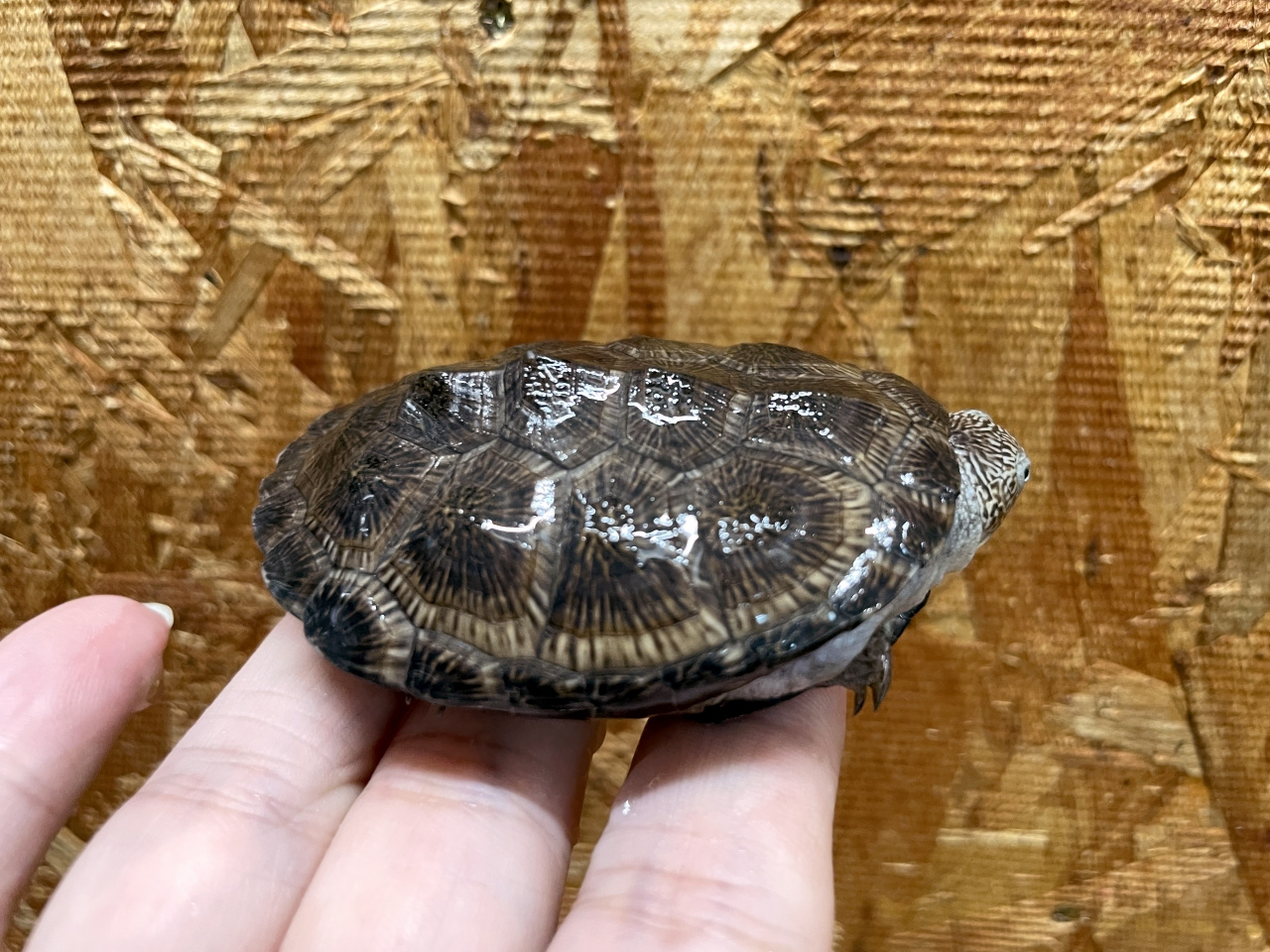 トゥルカナハコヨコクビガメ(10)