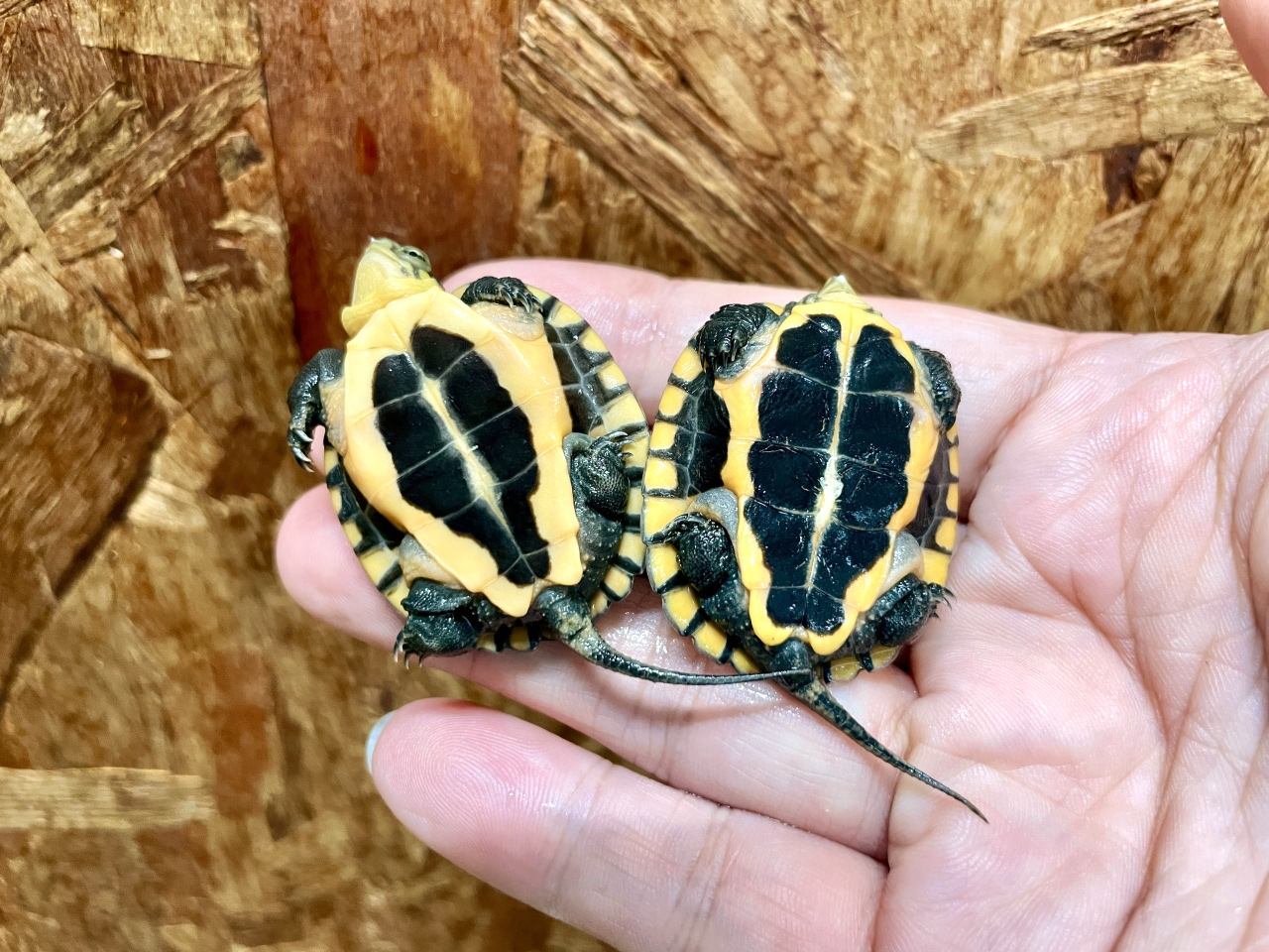 ミナミイシガメ(3)