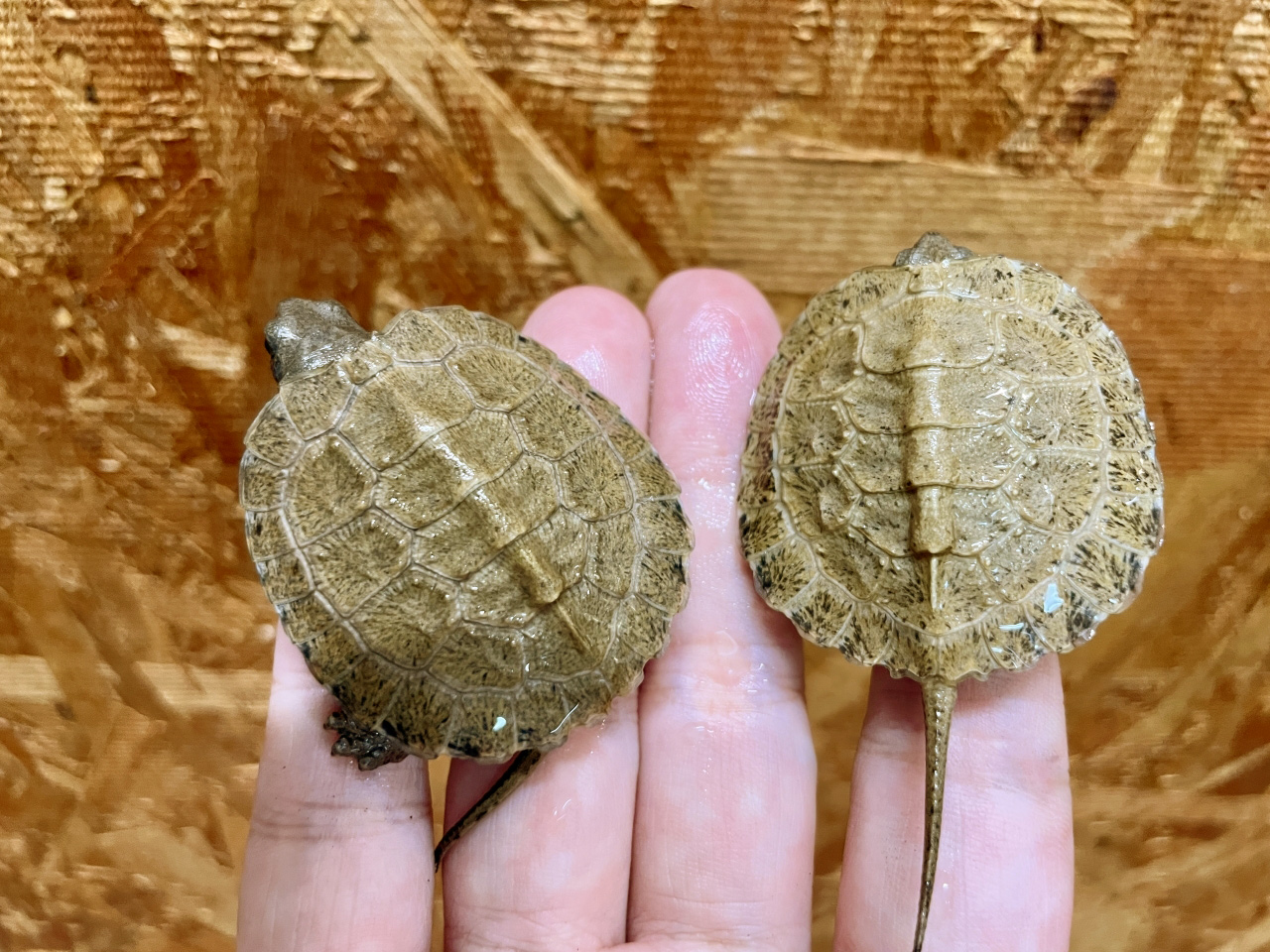 モリイシガメ(9)