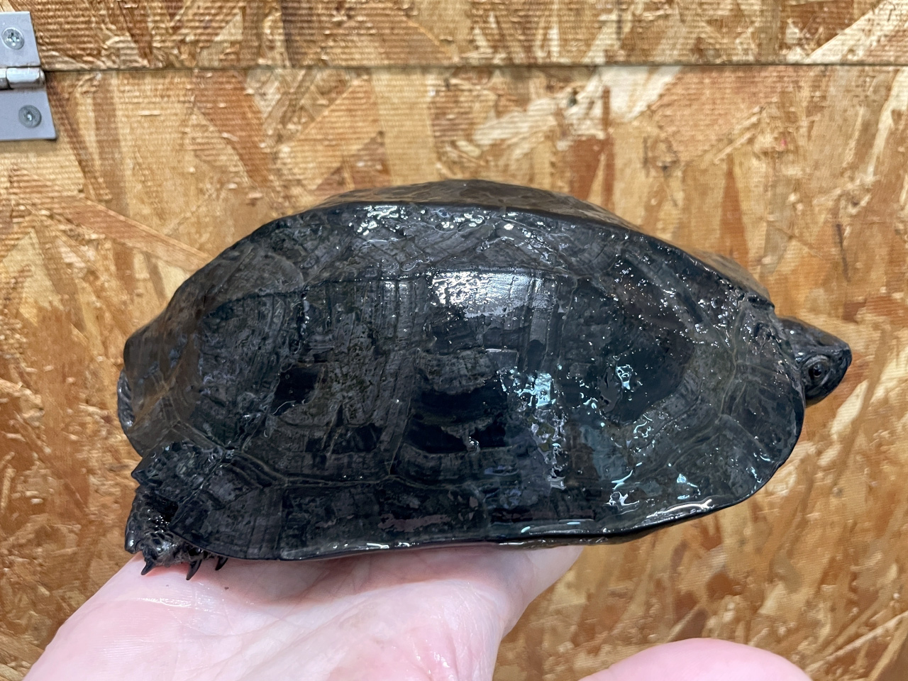 ホオジロクロガメ(1)