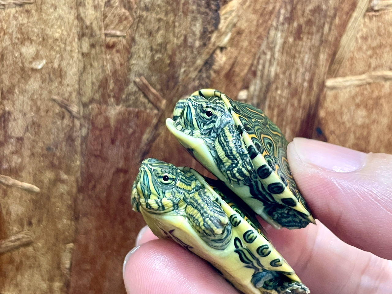 チュウベイクジャクガメ(6)