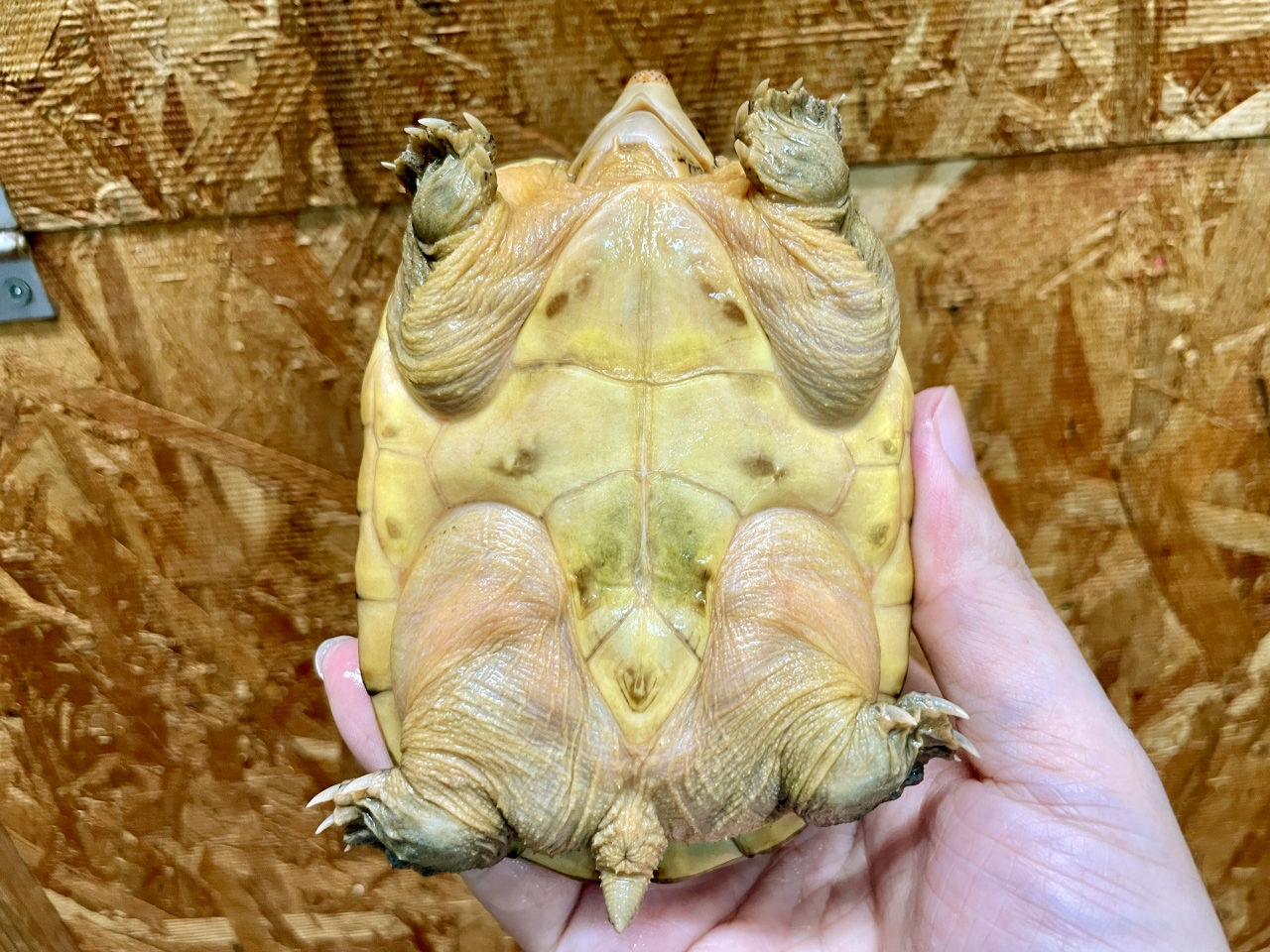 サルビンオオニオイガメ(12)