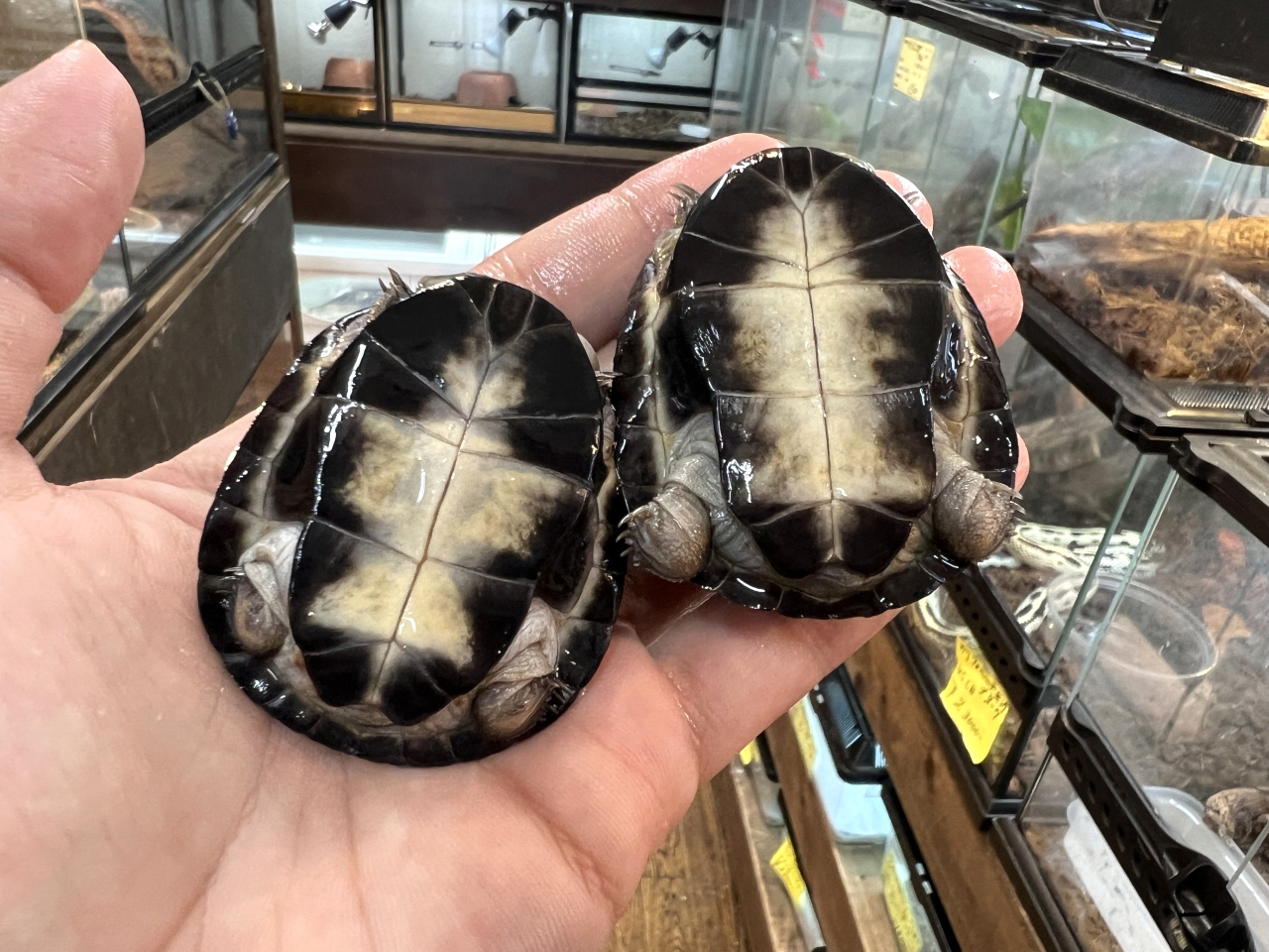 クリイロハコヨコクビガメ(10)