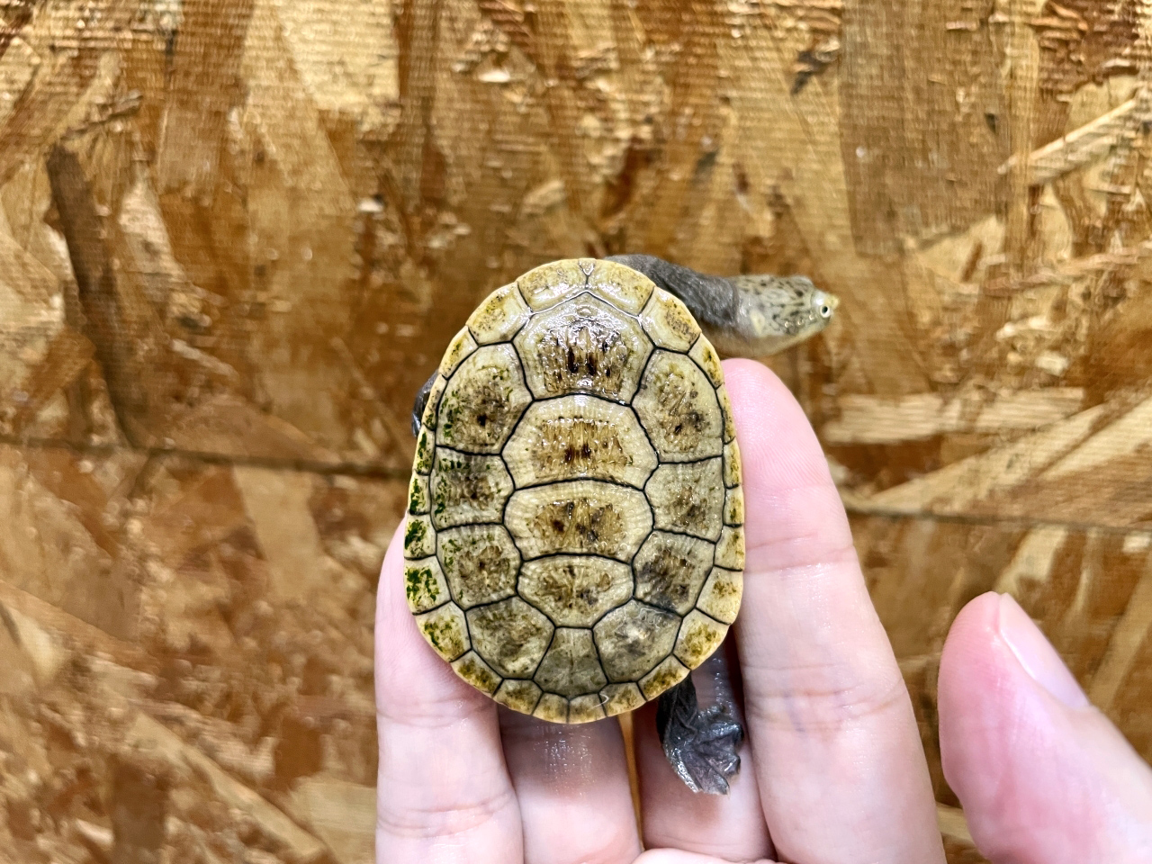 パーケリーナガクビガメ(1)