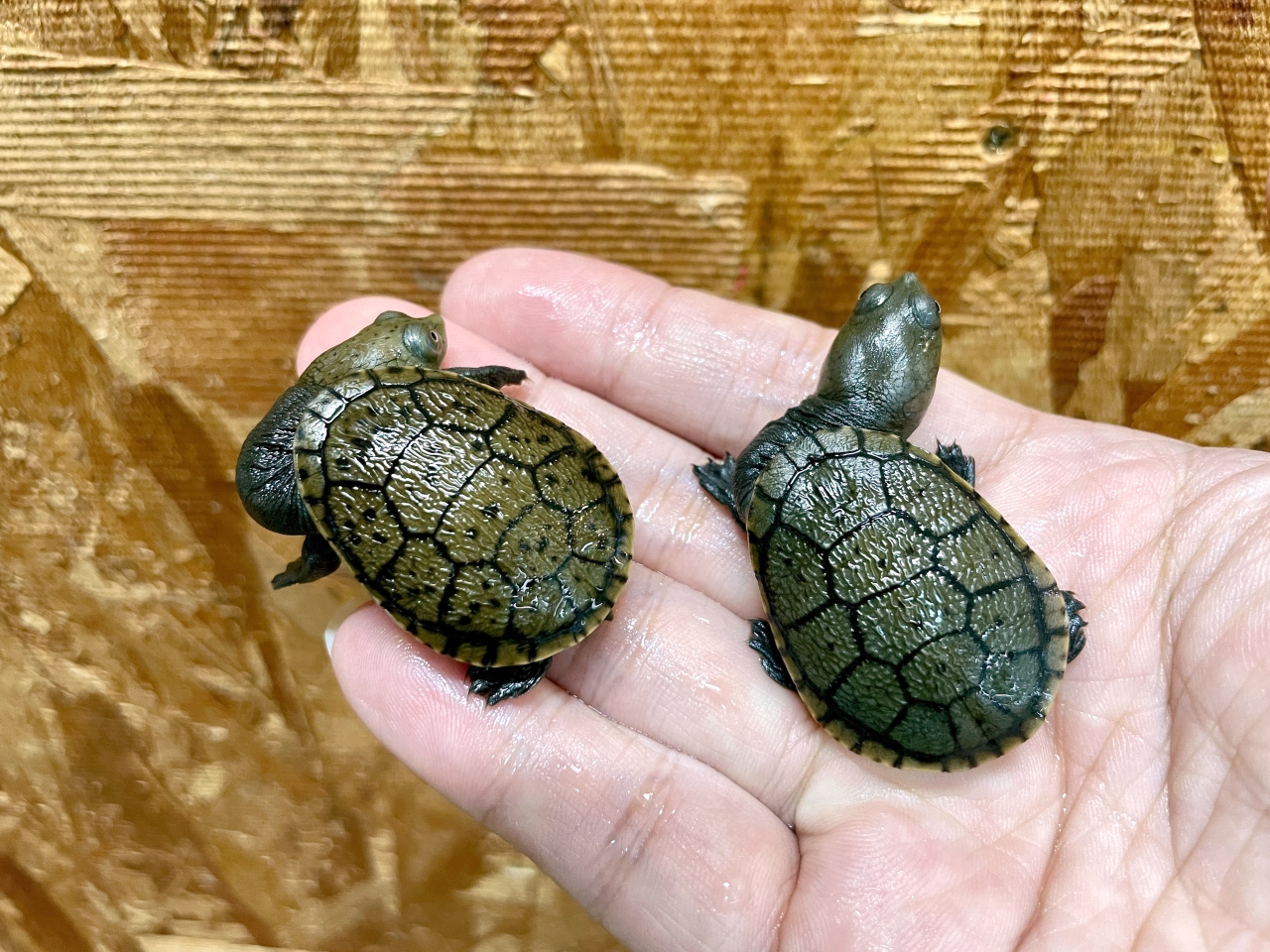 ジーベンロックナガクビガメ(10)