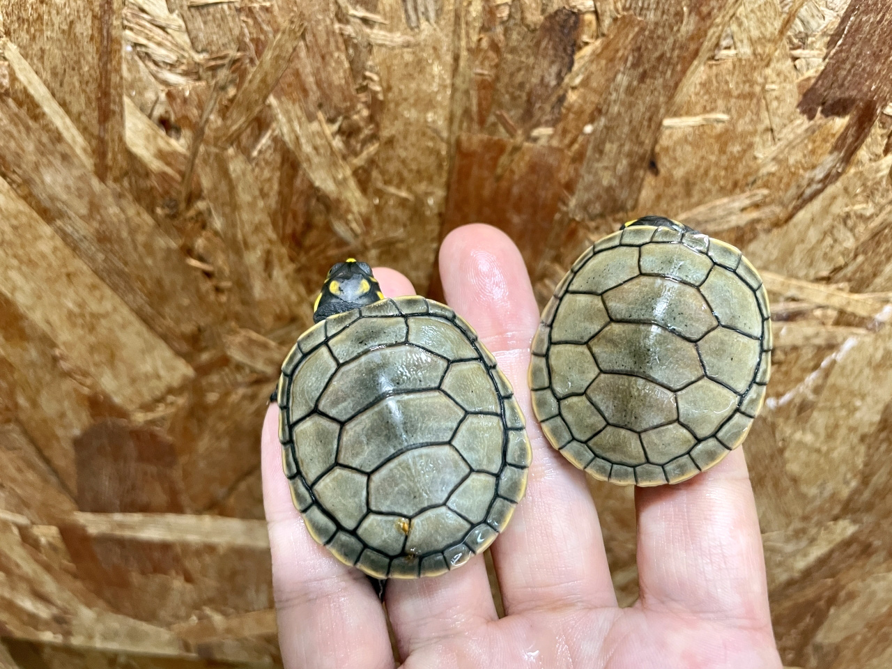 モンキヨコクビガメ(1)