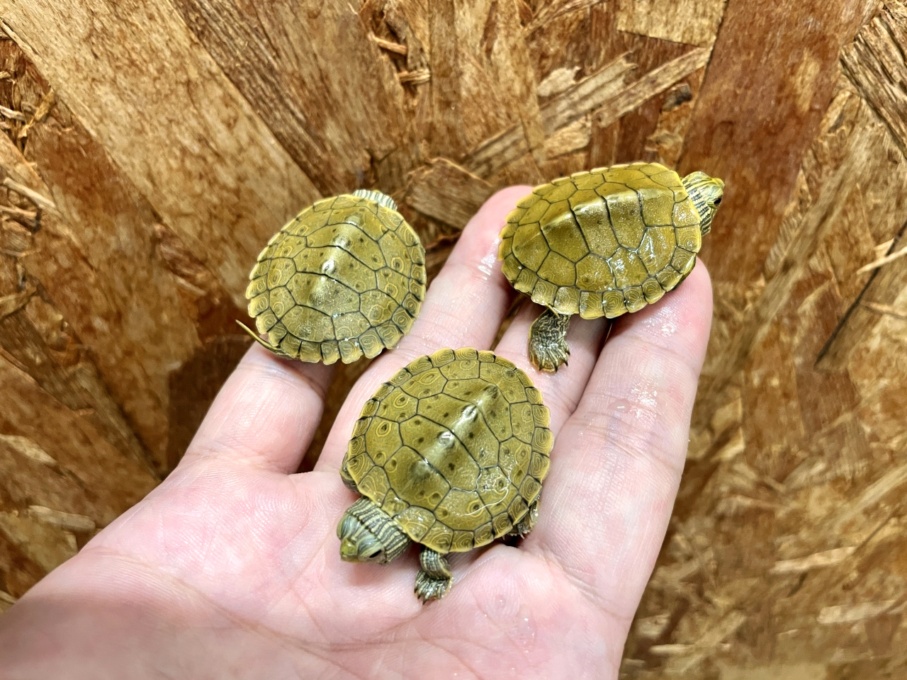 ヒラチズガメ(2)