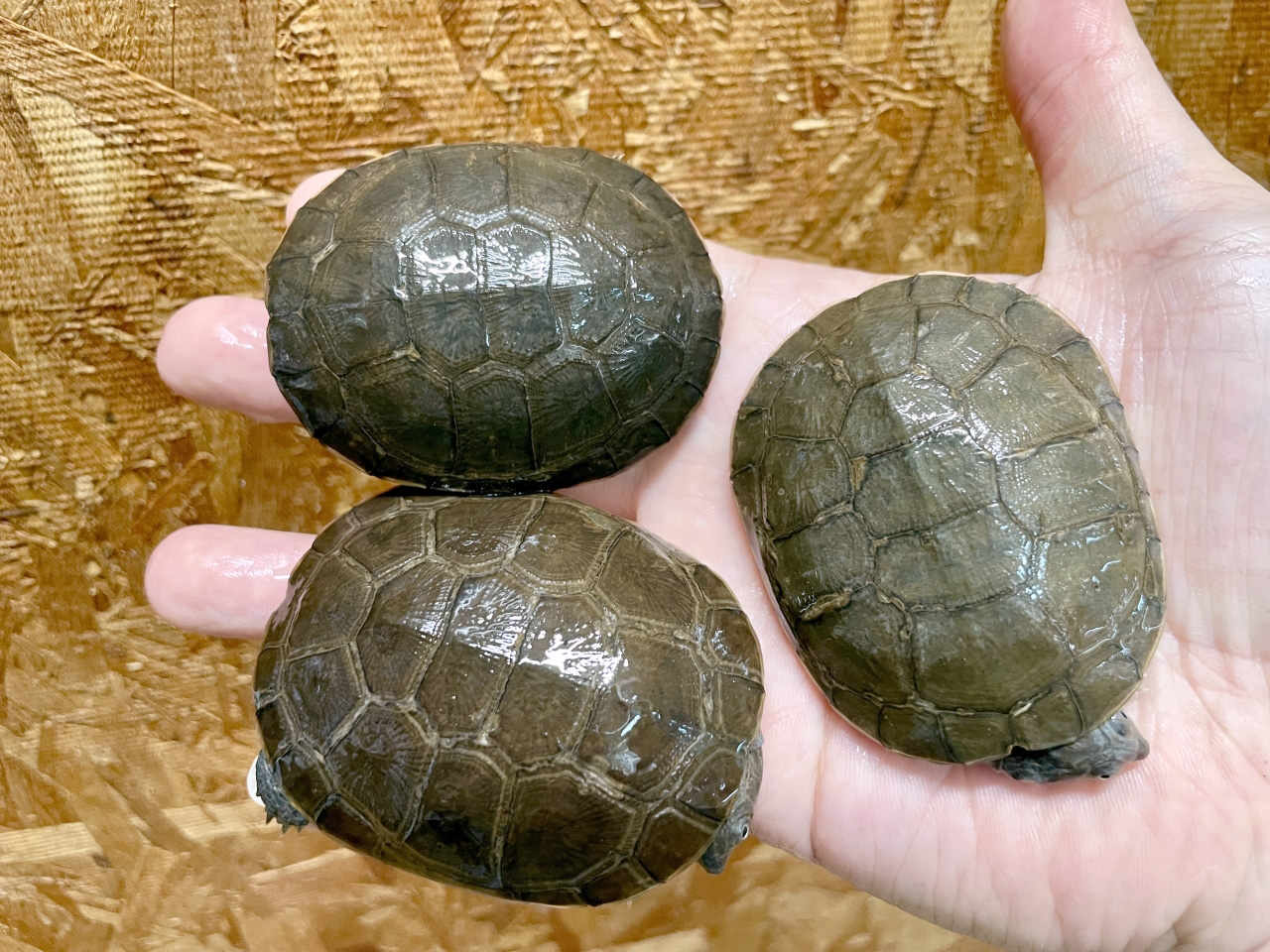 アフリカヌマヨコクビガメ(9)