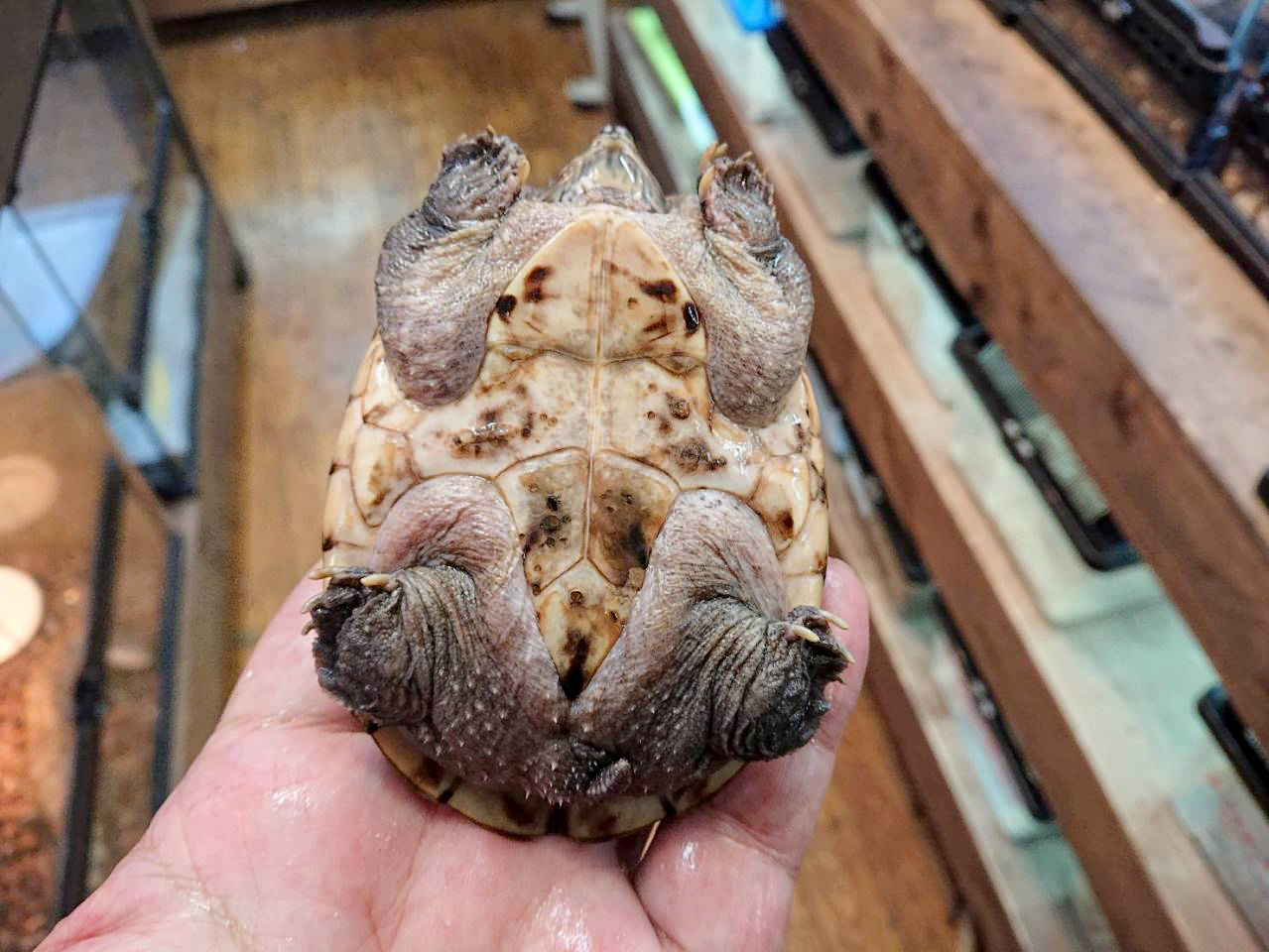 ジャイアントマスクタートル(4)