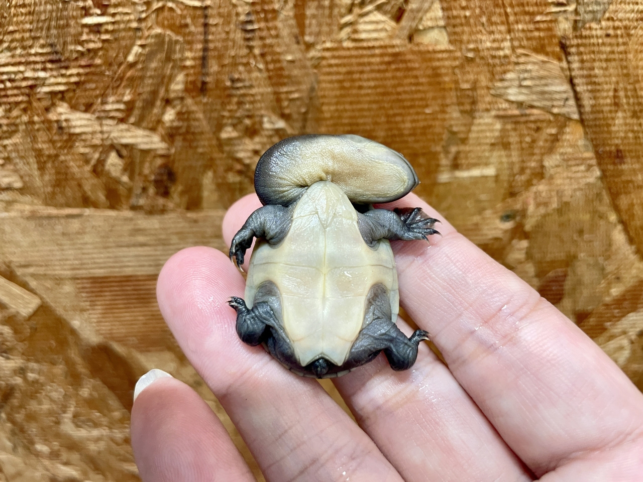 ジーベンロックナガクビガメ(12)