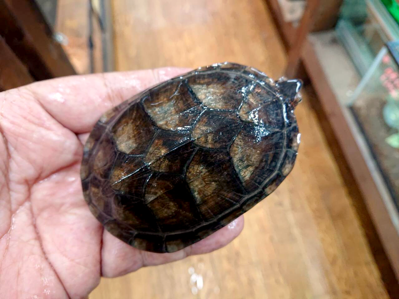 ホオアカドロガメ(3)
