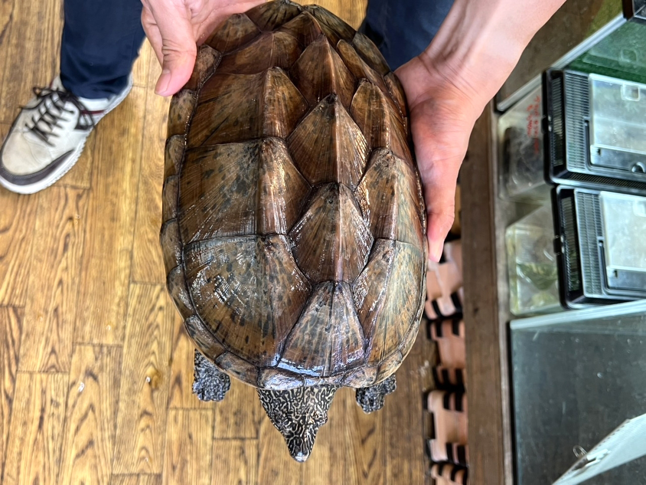 ジャイアントマスクタートル(9)