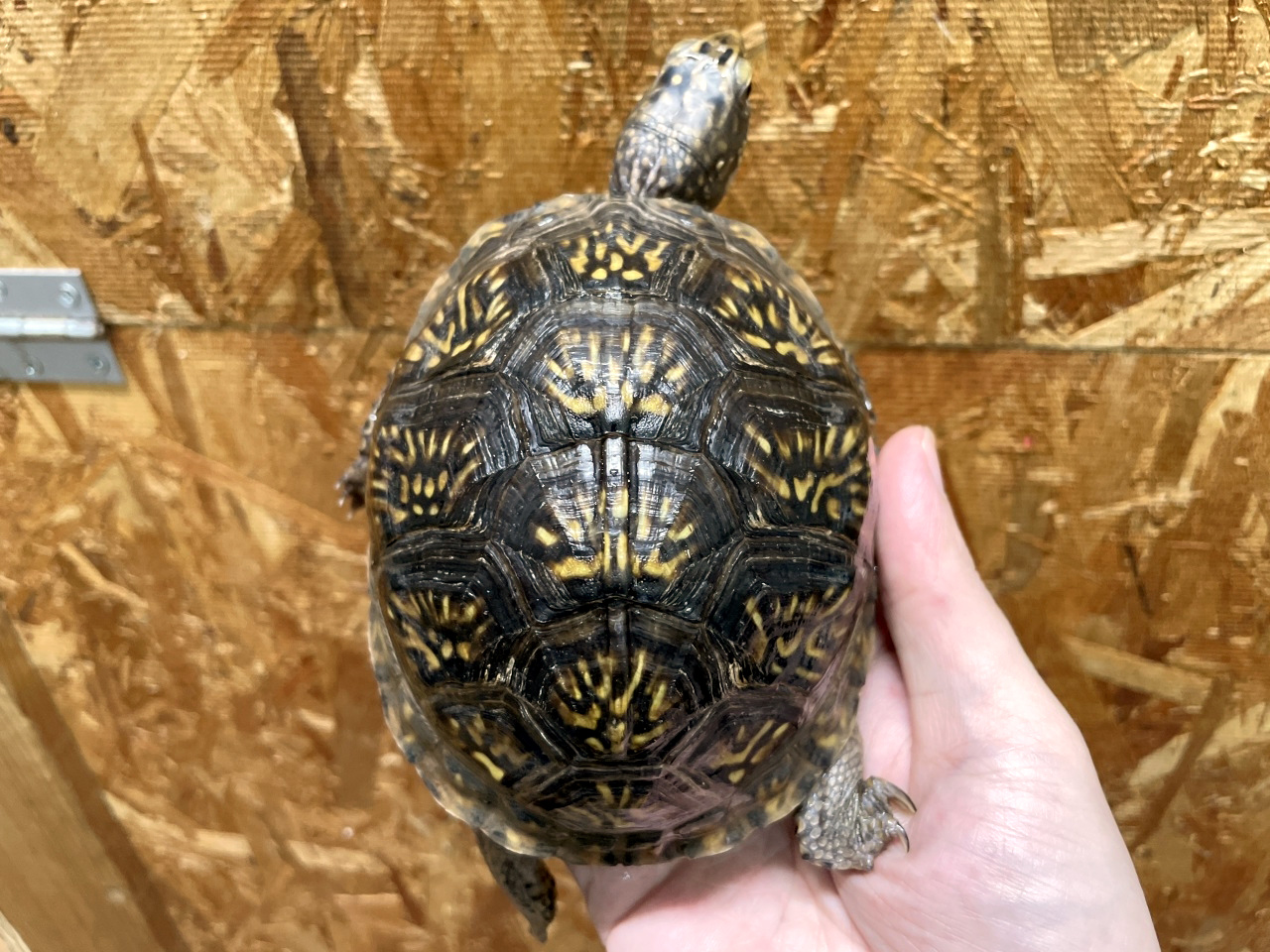 メキシコハコガメ(5)