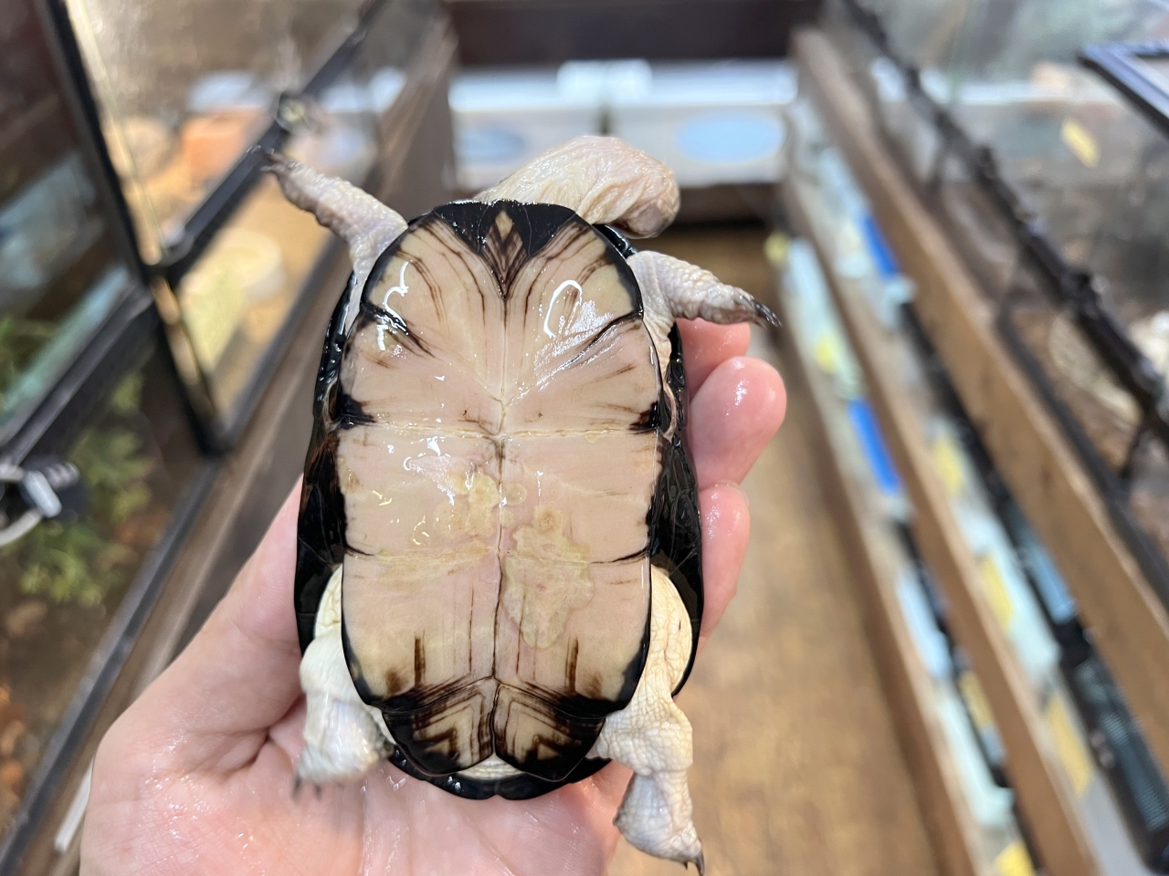 ヒメハコヨコクビガメ(6)