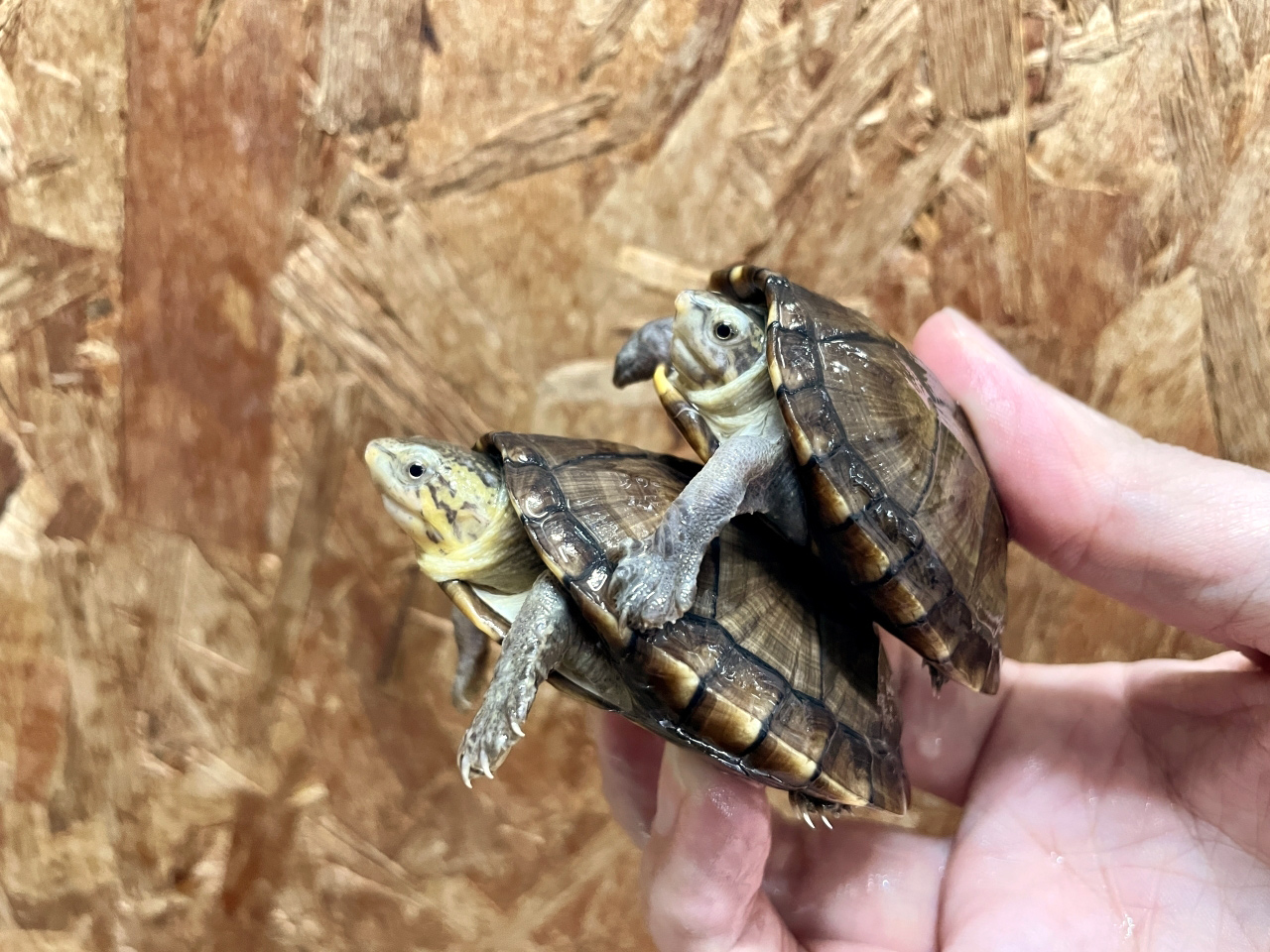 ホオアカドロガメ(8)