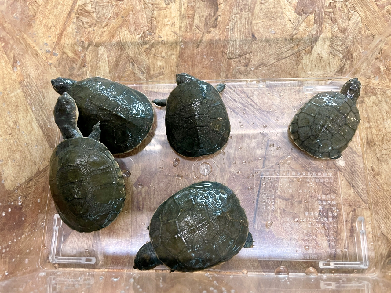 アフリカヌマヨコクビガメ(5)