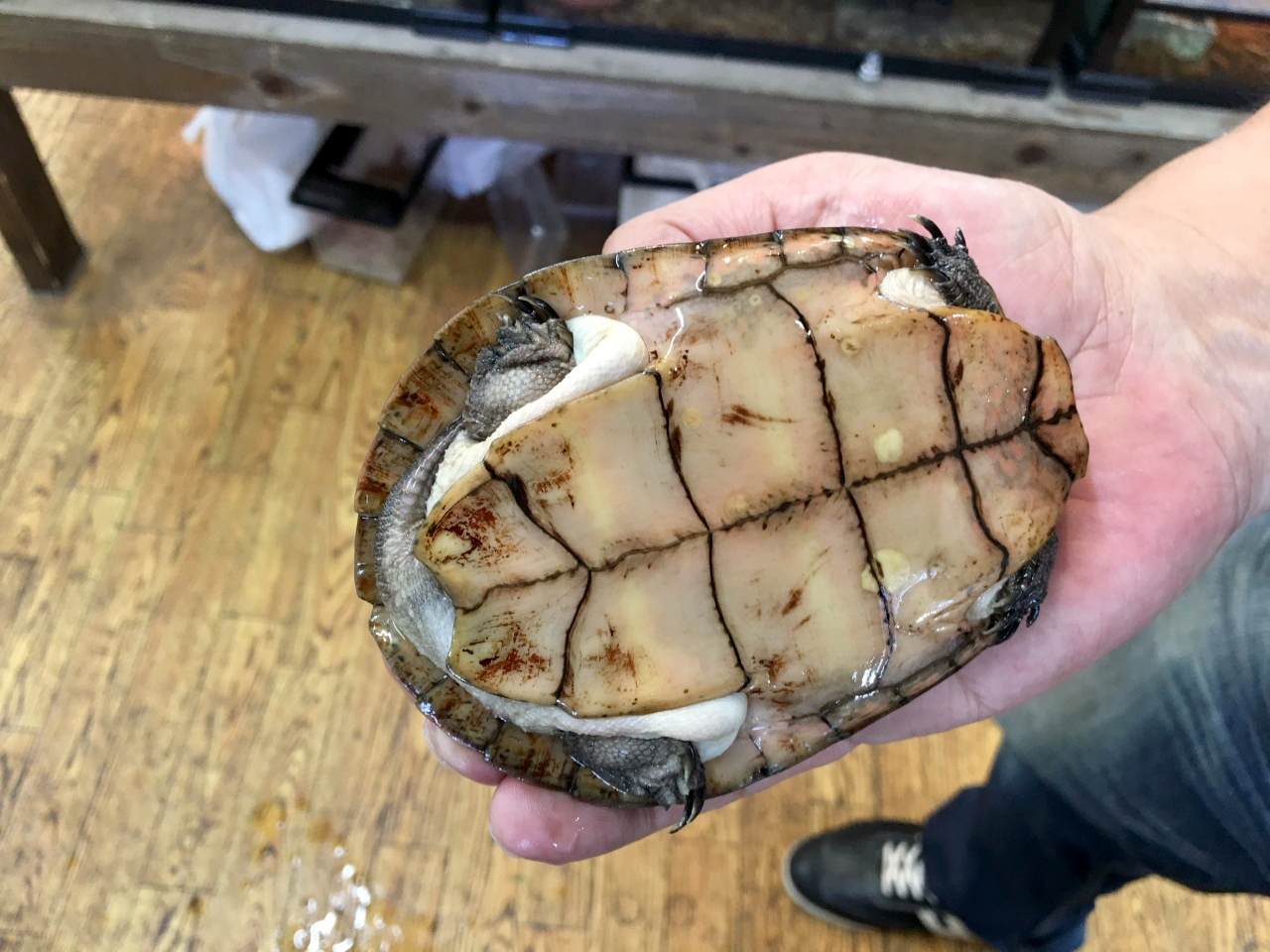 ジャノメイシガメ(6)