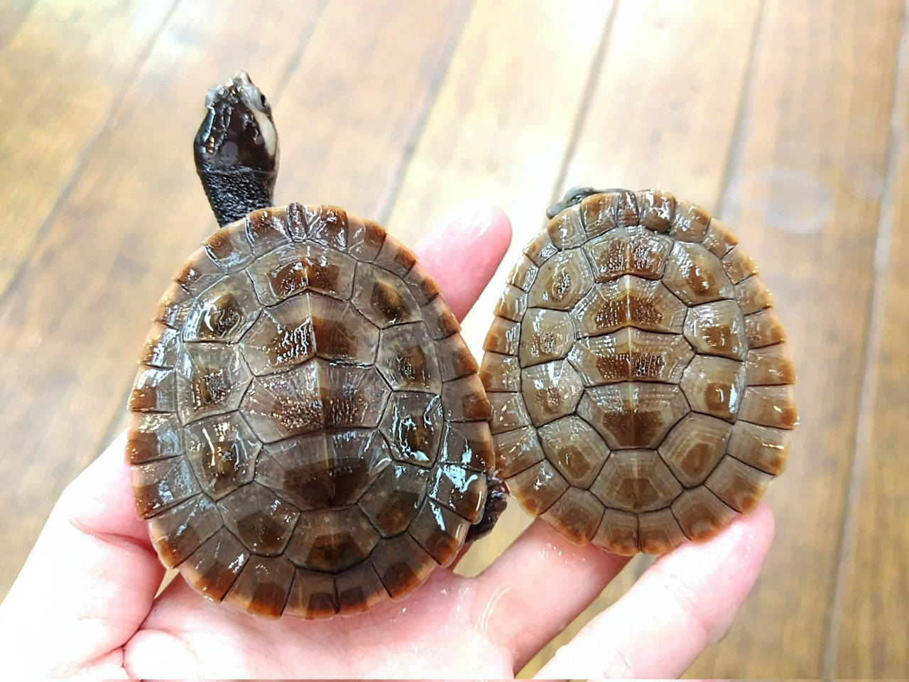 ニシキマゲクビガメ(4)