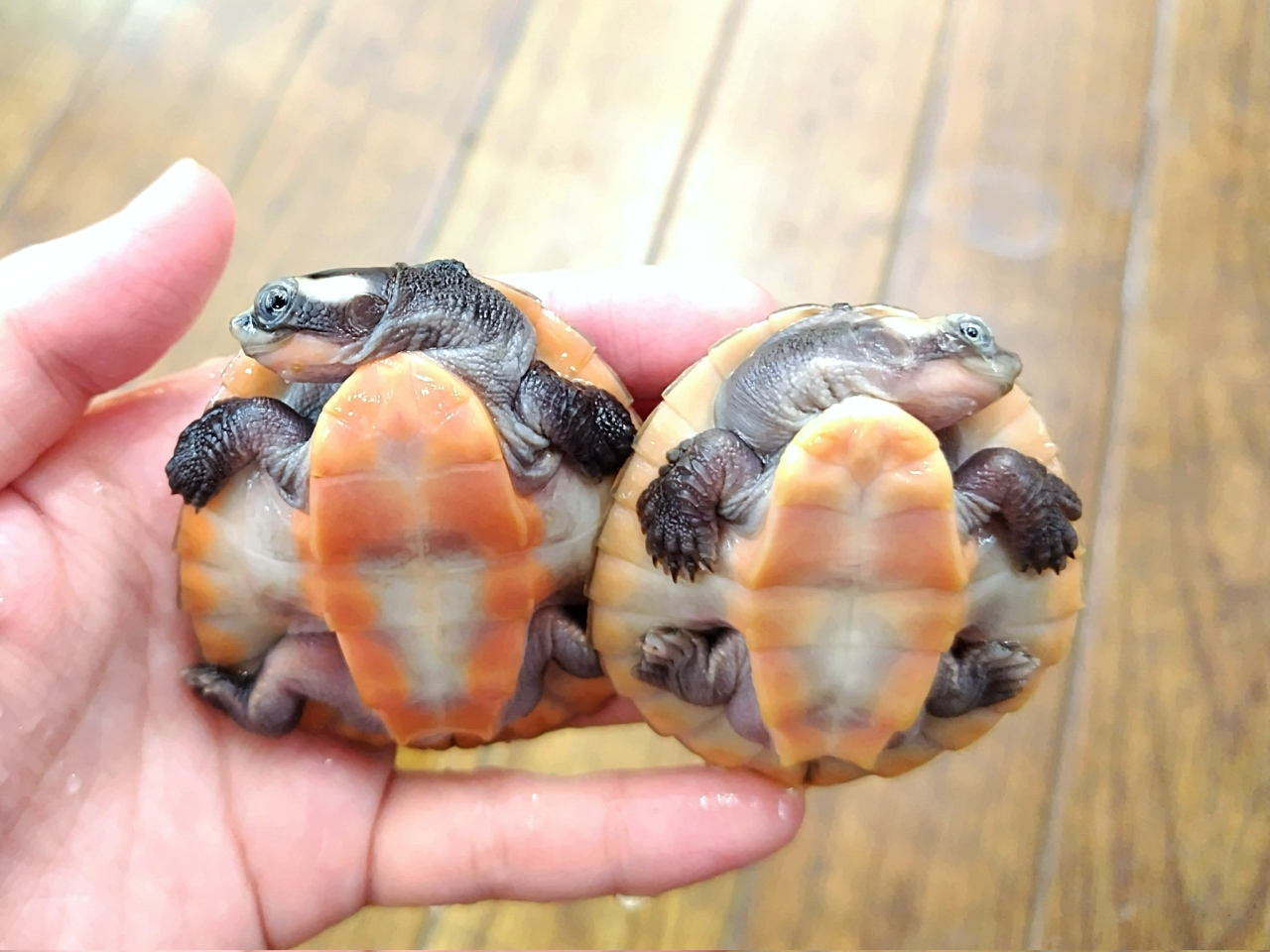 ニシキマゲクビガメ(5)