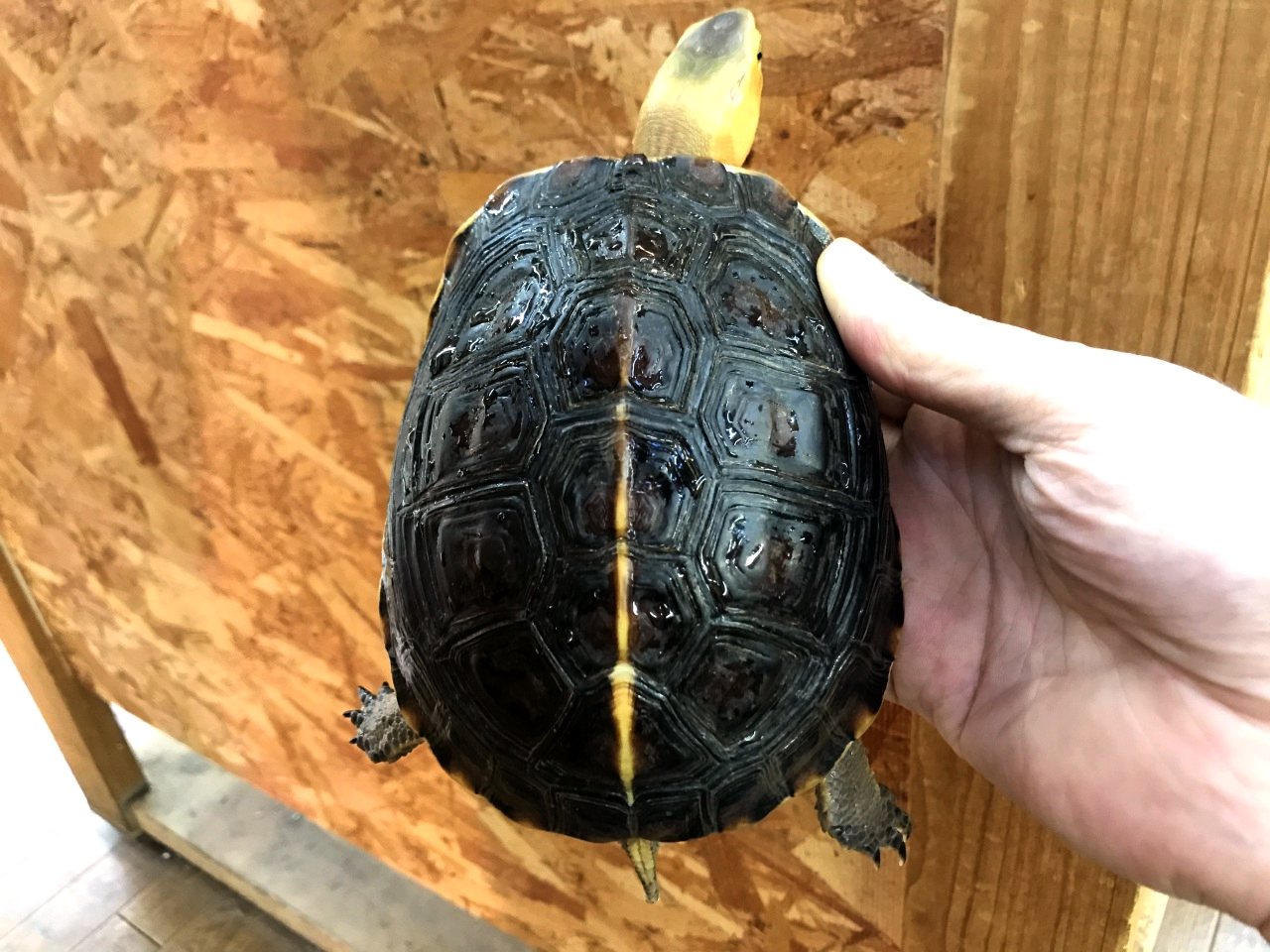 チュウゴクセマルハコガメ(2)